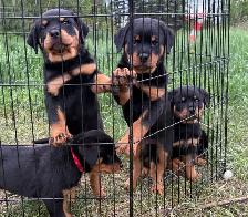 Rottweiler pups - Photo 3