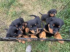 Rottweiler pups - Photo 4