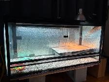 Magnifique Uromastyx Ornata - Photo 3