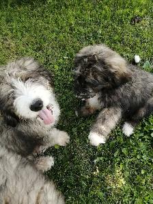 F1 Bernedoodles