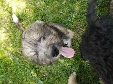 F1 Bernedoodles - Photo 2