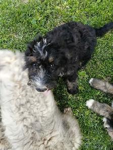 F1 Bernedoodles - Photo 3