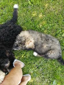 F1 Bernedoodles - Photo 4