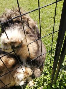 F1 Bernedoodles - Photo 5