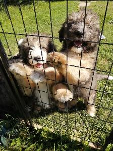 F1 Bernedoodles - Photo 6