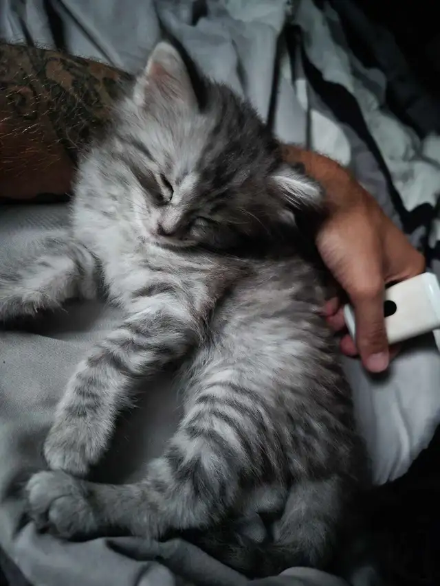 1 female kitten available