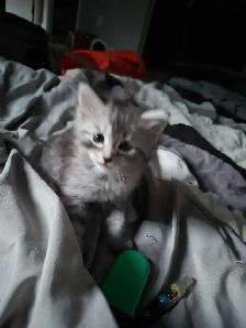 1 female kitten available - Photo 2