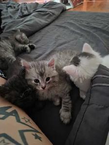 1 female kitten available - Photo 3