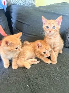 Free Kittens! - Photo 2