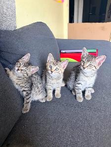 Free Kittens! - Photo 3