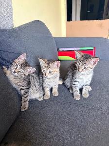 Free Kittens! - Photo 4