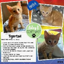Hockey pokey & Tiger Tail- neutered male for adoption