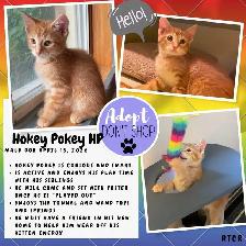 Hockey pokey & Tiger Tail- neutered male for adoption - Photo 2