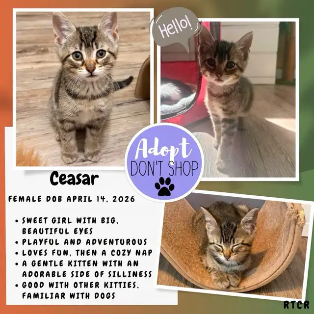 Grey Goose & Ceasar - for adoption