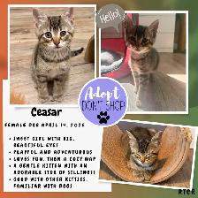 Grey Goose & Ceasar - for adoption