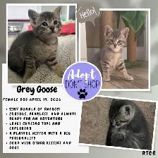 Grey Goose & Ceasar - for adoption - Photo 2