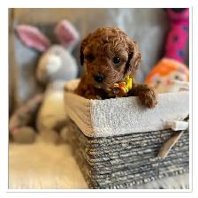 ❤️❤️ Toy Poochon Puppies ❤️❤️