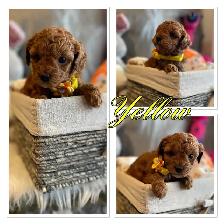 ❤️❤️ Toy Poochon Puppies ❤️❤️ - Photo 2