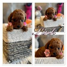 ❤️❤️ Toy Poochon Puppies ❤️❤️ - Photo 3