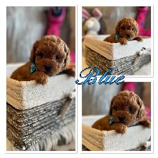 ❤️❤️ Toy Poochon Puppies ❤️❤️ - Photo 4