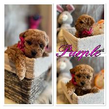 ❤️❤️ Toy Poochon Puppies ❤️❤️ - Photo 5