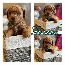 ❤️❤️ Toy Poochon Puppies ❤️❤️ - Photo 6
