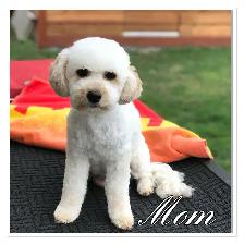 ❤️❤️ Toy Poochon Puppies ❤️❤️ - Photo 7