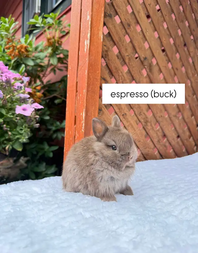 Tiny Netherland Dwarf baby bunnies