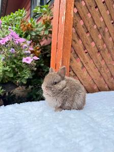 Tiny Netherland Dwarf baby bunnies - Photo 2