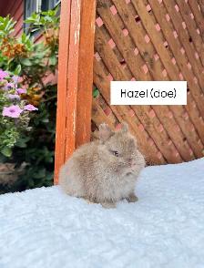 Tiny Netherland Dwarf baby bunnies - Photo 3