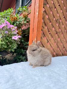 Tiny Netherland Dwarf baby bunnies - Photo 4