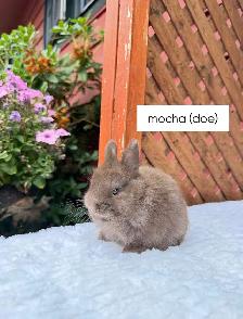 Tiny Netherland Dwarf baby bunnies - Photo 5