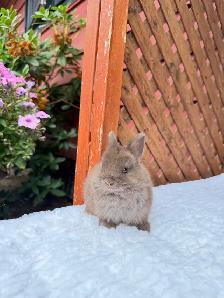 Tiny Netherland Dwarf baby bunnies - Photo 6