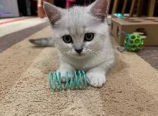 Purebread British/Scottish shorthair kittens ❤️❤️ - Photo 2