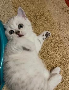 Purebread British/Scottish shorthair kittens ❤️❤️ - Photo 6