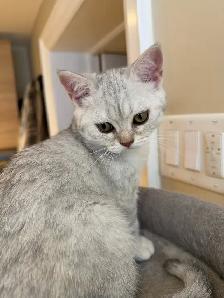 Purebread British/Scottish shorthair kittens ❤️❤️ - Photo 7