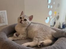 Purebread British/Scottish shorthair kittens ❤️❤️ - Photo 8