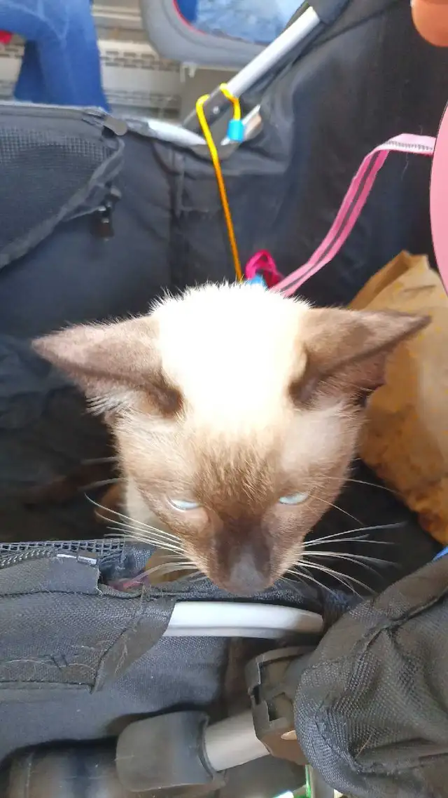LAST FEMALE SIAMESE SPAYED