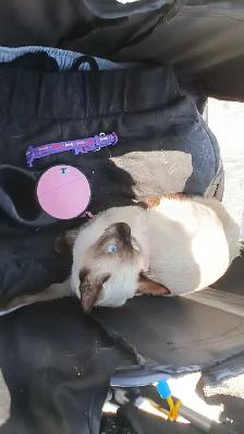 LAST FEMALE SIAMESE SPAYED - Photo 9