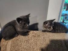 Cutest grey kittens