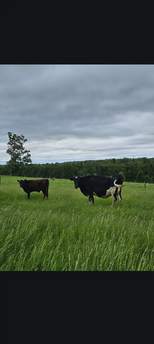 Holstein-Jersey cross cow and heifer calf