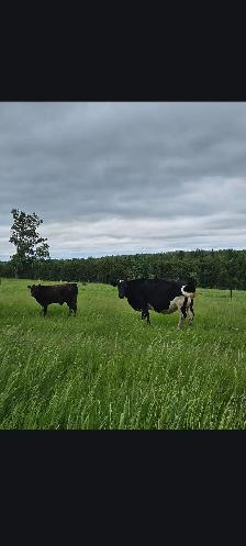 Holstein-Jersey cross cow and heifer calf