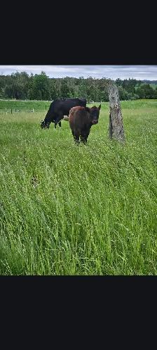 Holstein-Jersey cross cow and heifer calf - Photo 2