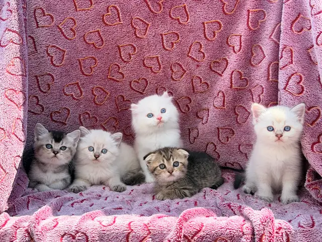 Scottish Fold & Straight Kittens