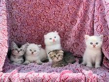 Scottish Fold & Straight Kittens