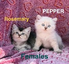 Scottish Fold & Straight Kittens - Photo 2