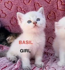 Scottish Fold & Straight Kittens - Photo 3
