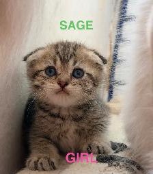 Scottish Fold & Straight Kittens - Photo 5