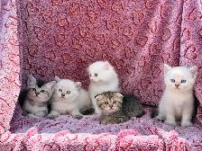 Scottish Fold & Straight Kittens - Photo 7