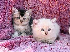 Scottish Fold & Straight Kittens - Photo 8